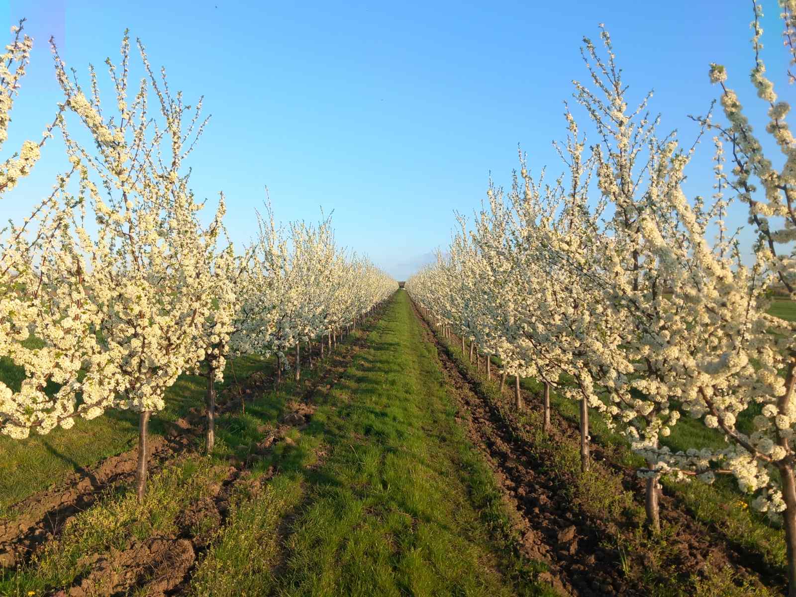 Dobra Zemlja Fruit orchard