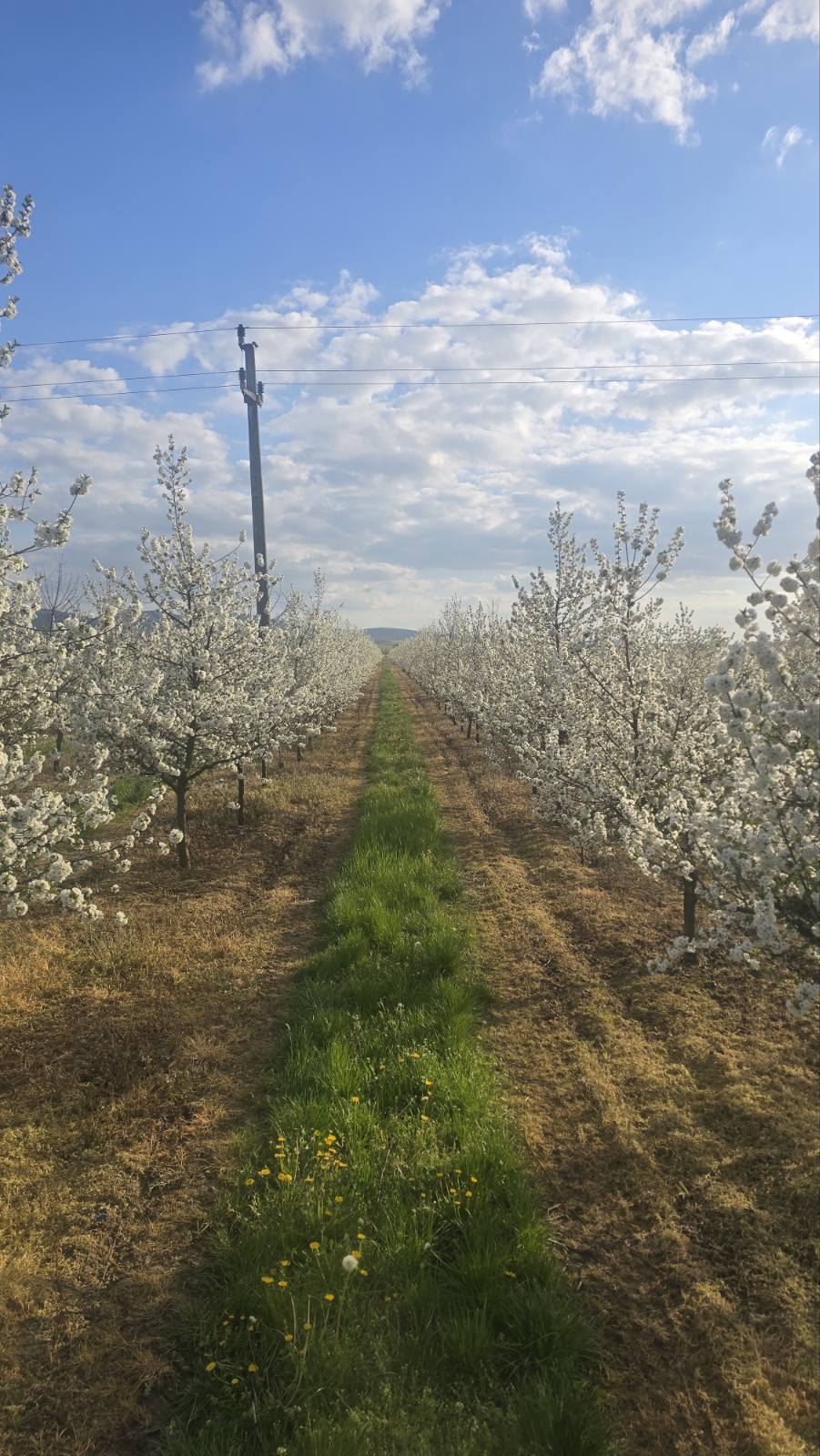 Dobra Zemlja Fruit orchard rows